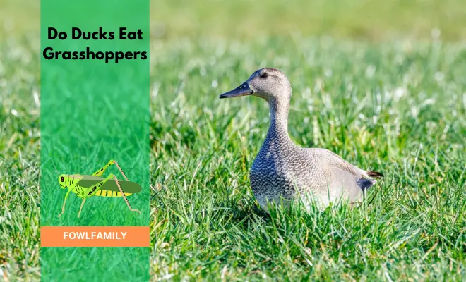 Do Ducks Eat Grasshoppers? 3 Reasons Why Grasshopper is A Super Food!