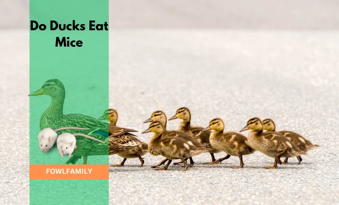 Do Ducks Eat Mice? Yes, They Take The Opportunity!