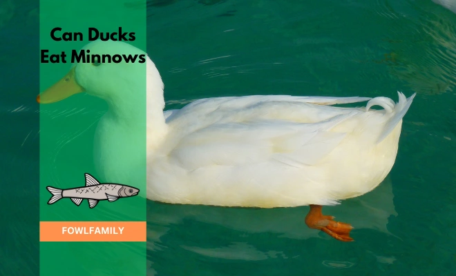 Do Ducks Eat Minnows