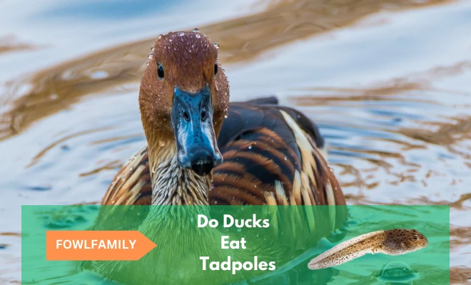 Do Ducks Eat Tadpoles? Yes, It’s Their Free Protein Source!