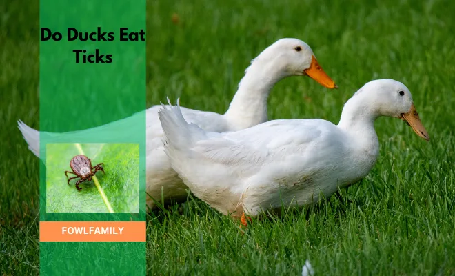 Do Ducks Eat Ticks? 3 Massive Health Benefits of Consuming Ticks