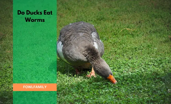 Do Ducks Eat Worms?