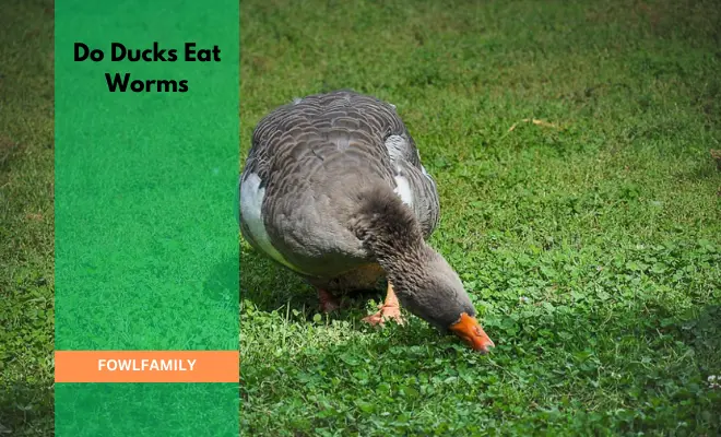 Do Ducks Eat Worms