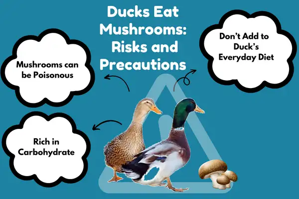 Ducks Eat Mushrooms: Risks and Precautions