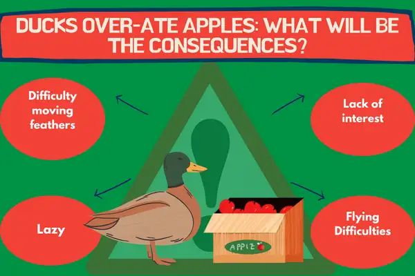 Ducks Over-ate Apples: What will be the Consequences?