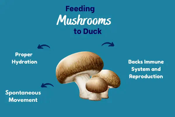 Feeding Mushrooms to Duck: The List of Benefits