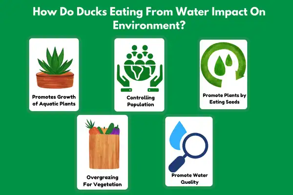 How Do Ducks Eating From Water Impact On Environment?