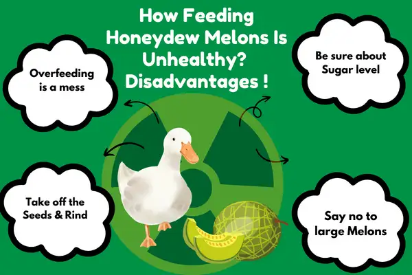 How Feeding Honeydew Melons Is Unhealthy? Disadvantages!