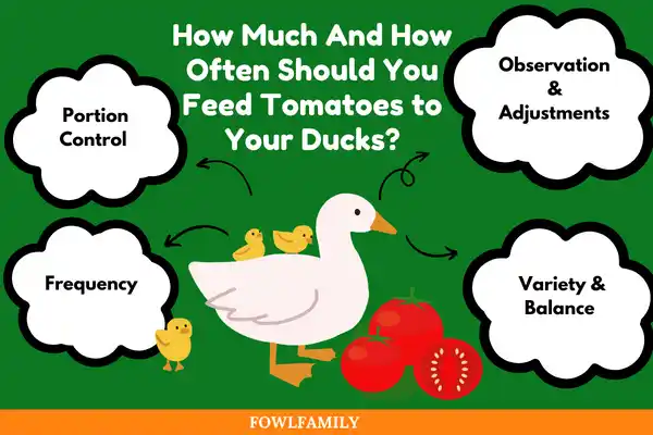 How Much And How Often Should You Feed Tomatoes to Your Ducks?