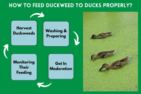 How To Feed Duckweed To Ducks Properly? Get Your Tips!