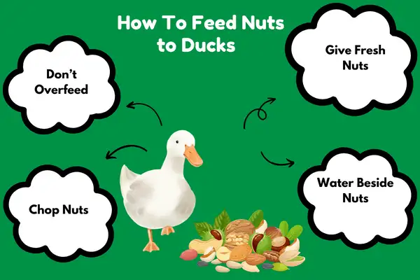 How To Feed Nuts to Ducks