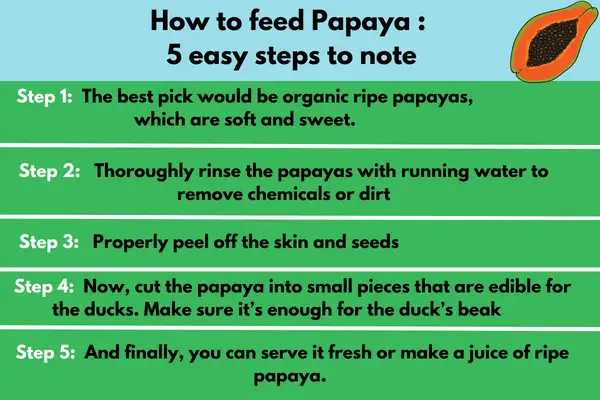 How To Feed Papaya: 5 Easy Steps To Note
