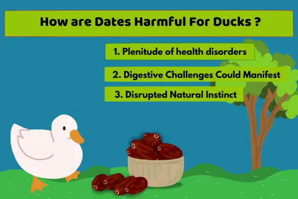 How are Dates Harmful For Ducks?
