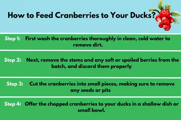 How to Feed Cranberries to Your Ducks? - A Detail Step by Step Process