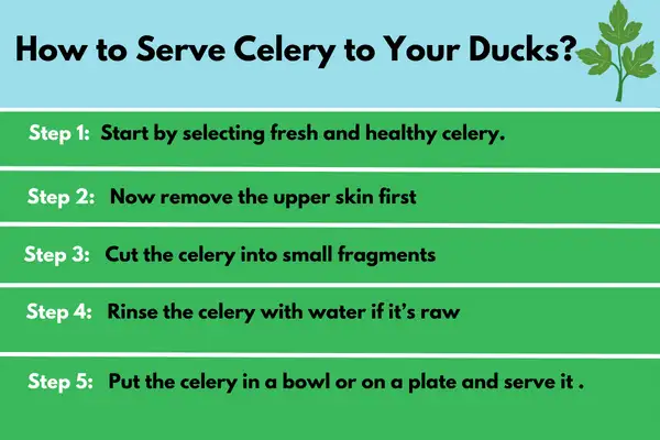 How to Serve Celery to Your Ducks? Easier Than You Can Imagine