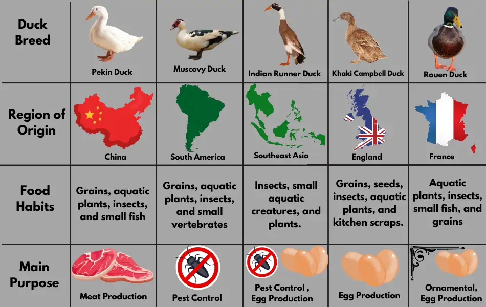 Finding Dietary Similarities in Backyard Ducks in Different Regions