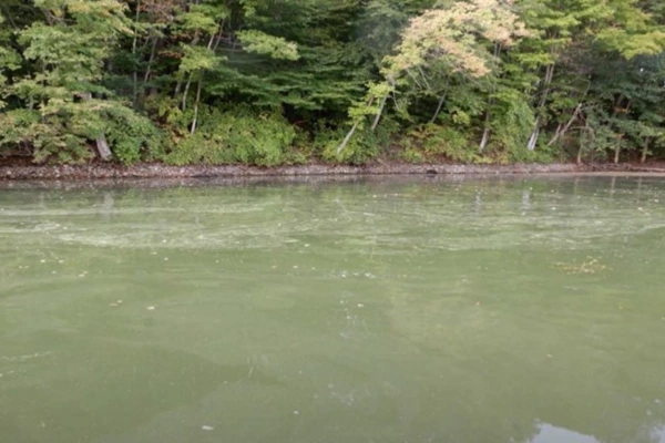 Life-threatening Algae