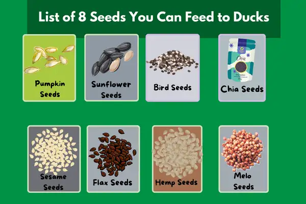 8 Seeds You Can Feed Your Duck - Seeds Diet For Duck!