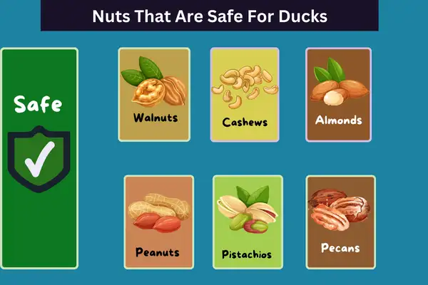 Nuts That Are Safe For Ducks