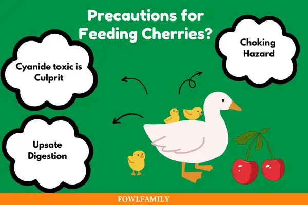 Precautions for Feeding Cherries? All Avoidable