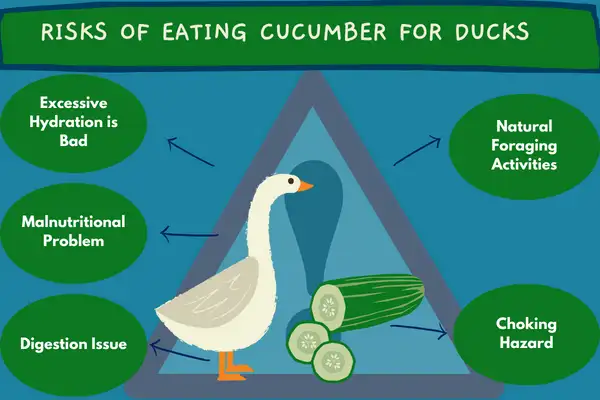 Risks Of Eating Cucumber For Ducks