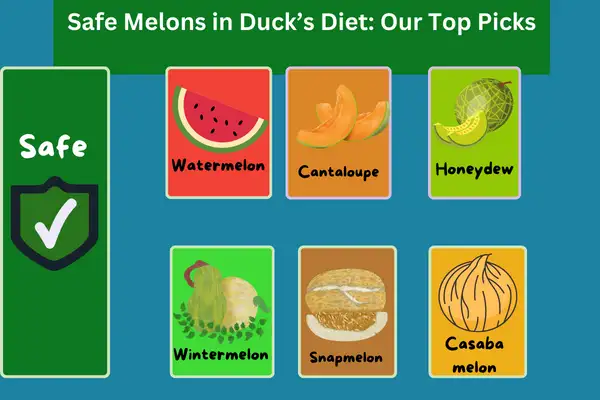 Safe Melons in Duck’s Diet: Our Top Picks