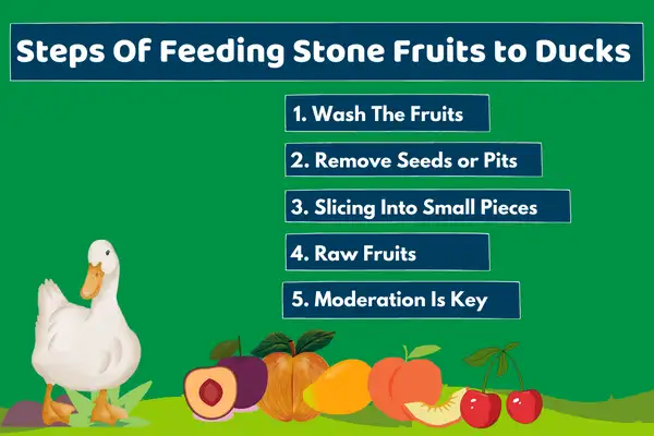Steps Of Feeding Stone Fruits to Ducks