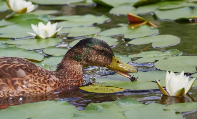 What Do Ducks Eat In The Water And Ponds? (10+ Diets!)