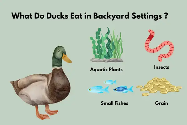 What Do Ducks Eat in Backyard Settings?