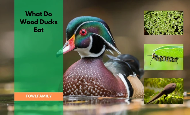 What Do Wood Ducks Eat? They Eat These 3 Things While Migrating