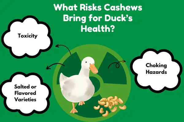What Risks Cashews Bring for Duck’s Health?