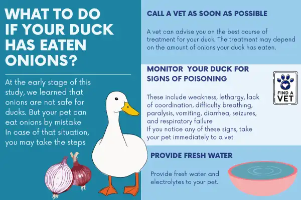 What to do if your duck has eaten onions?