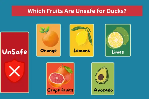 Which Fruits Are Unsafe for Ducks?