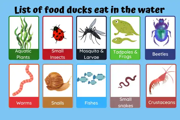 List of food ducks eat in the water.