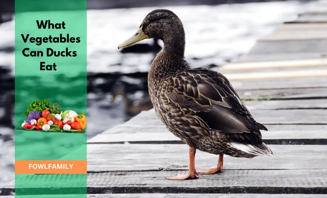 what vegetables can ducks eat