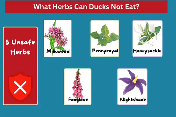 What Herbs Can Ducks Not Eat?