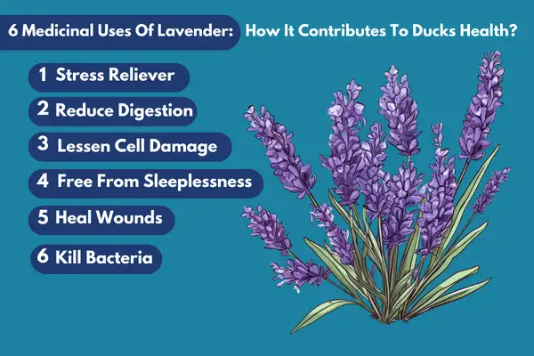 6 Medicinal Uses Of Lavender: How It Contributes To Ducks Health?