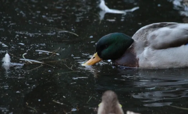 15 Aquatic Plants For Ducks: What Are The Safest?