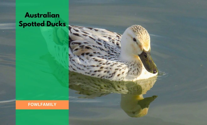 Australian Spotted Ducks: A Rare Breed