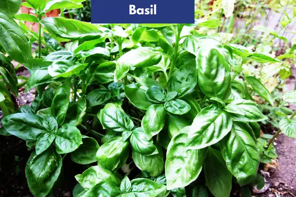 Basil