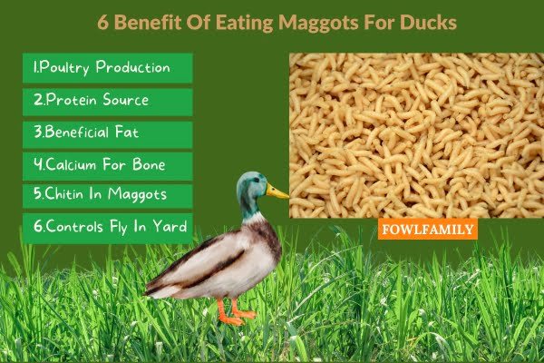 Benefit Of Eating Maggots For Ducks