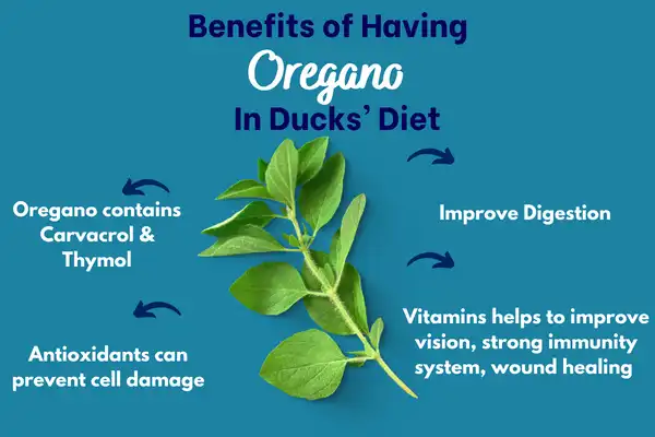 Benefits Of Having Oregano In Ducks’ Diet