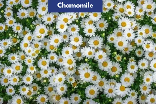 Chamomile