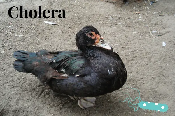 Cholera