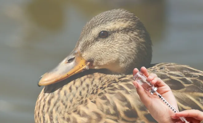 14 Common Duck Diseases and How to Prevent Them