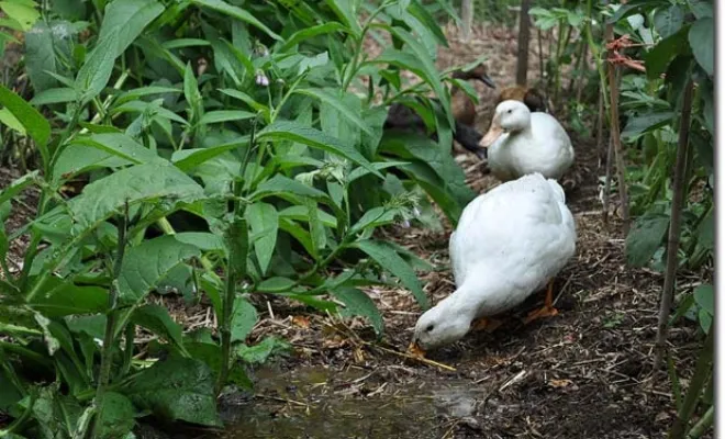 Do Ducks Eat Plants? Yes, Indeed A Natural Diet!