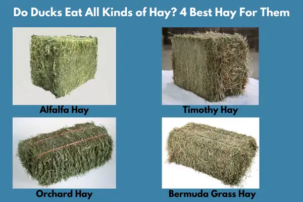 Do Ducks Eat All Kinds of Hay? 4 Best Hay For Them