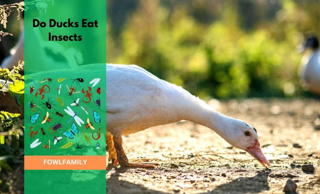 Do Ducks Eat Insects & Bugs? Yes, But Avoid 7 Insects for Ducklings