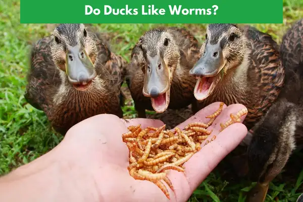 Do Ducks Like Worms? Doesn’t Matter!