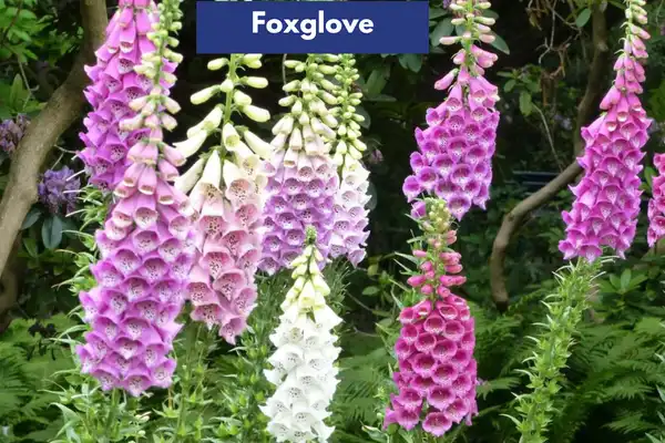  Foxglove